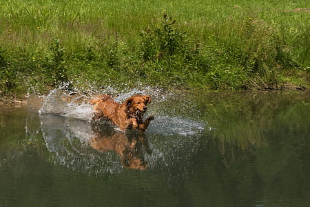 perro de caza, perro, agua, Inyecte, mascota, animal, marrón