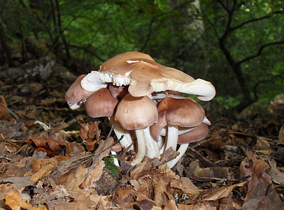 mushrooms, autumn, wood, nature, season, brown, fall