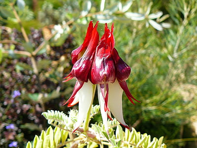 nativo, Australia, planta, Aussie, flor, arbustal, naturaleza