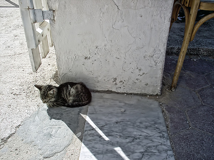 kočka, šedá, Milé, Tunisko, Tuniská republika