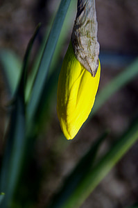 Daffodil, knopp, våren, blomma, gul, vårtecken