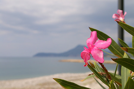 sea, flower, beach, pink, ornamental plants, plant
