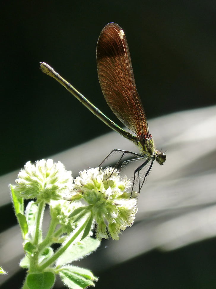Libella, svart trollslända, Calopteryx haemorrhoidalis, skönhet, skimrande, insekt, naturen