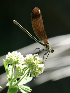 Либелла, черный стрекоза, Краснохвостый calopteryx, Салон красоты, Радужный, насекомое, Природа