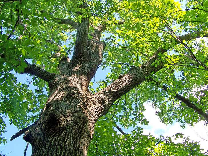 Oak, träd, sommar, lämnar, gren, Leaf, säsong