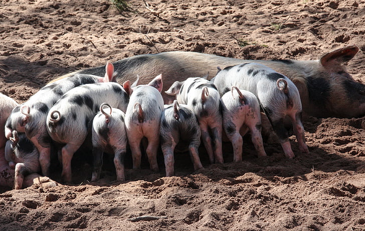 돼지, 국내 돼지, 빨으십시오, 돼지, 동물, 애완 동물, 곱슬 꼬리