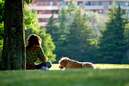chien, marche, coucher de soleil, jeune fille, lever du soleil, chiot, herbe