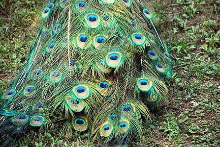 peacock, tail, color, fauna, green, courtship, turkey