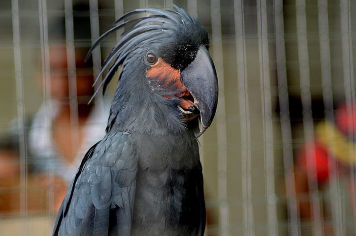 papagoi, lind, Blackbird