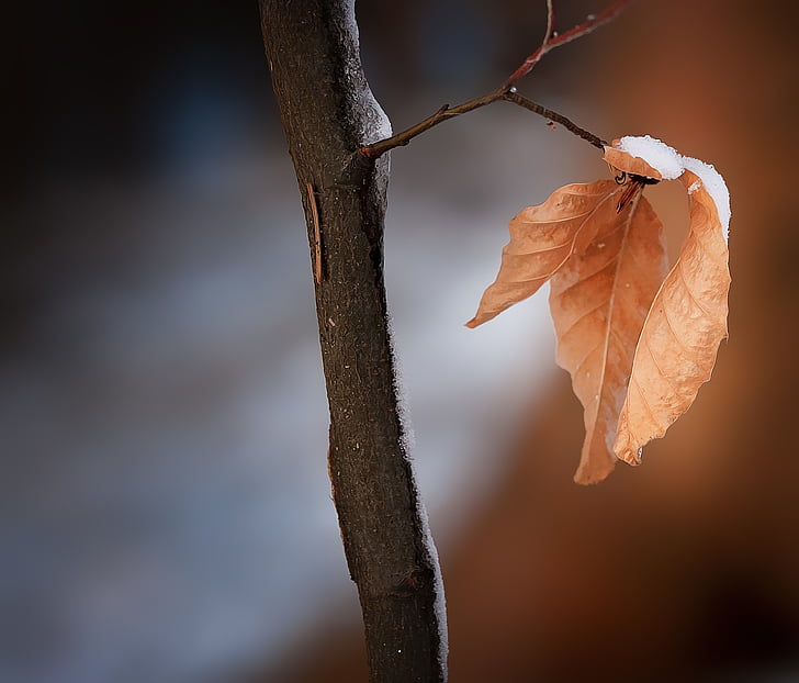 pobočka, Leaf, listy, pravda listy, hnedá, zimné, sneh