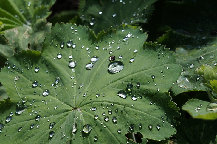 dew, sheet, green, drops, morning, water, nature