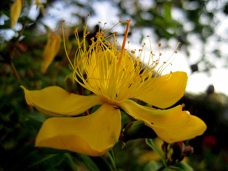 Hoa, nở hoa, màu vàng, ngo, Hypericum, St john's wort, thảo mộc