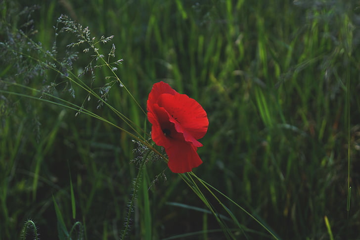Red, Mac, floare, în timpul zilei, floare, iarba, Poppi