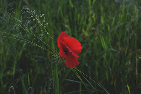 Red, Mac, floare, în timpul zilei, floare, iarba, Poppi
