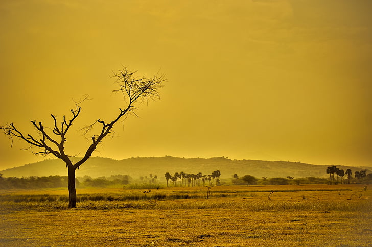 seca, regiões áridas, amarelo, natureza, paisagem, deserto, seca