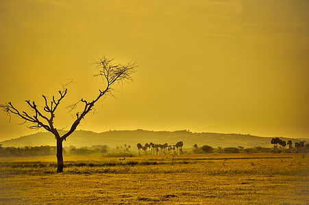 dry, arid, yellow, nature, landscape, desert, drought