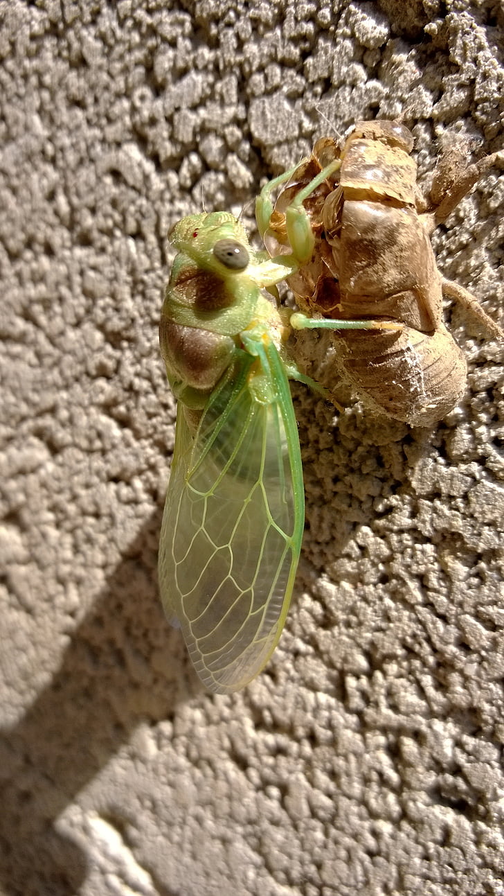 Cicada, chrysalis, Provence