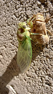 ağustosböceği, Chrysalis, Provence