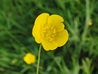 Buttercup, Zavrieť, letné, žltá, jar, bühen, kvet