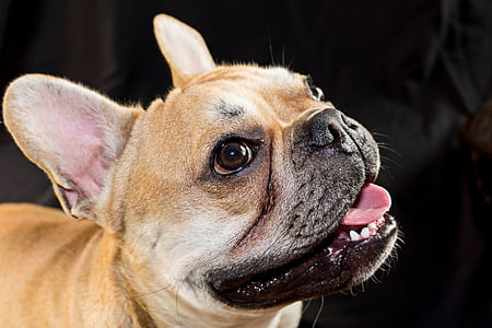 Bulldog, fransk bulldog, hunden, søt, dyr, kjæledyr, snute