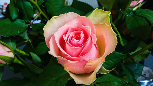 Rózsa, virág, Pink rose, természet, Bloom, virágok