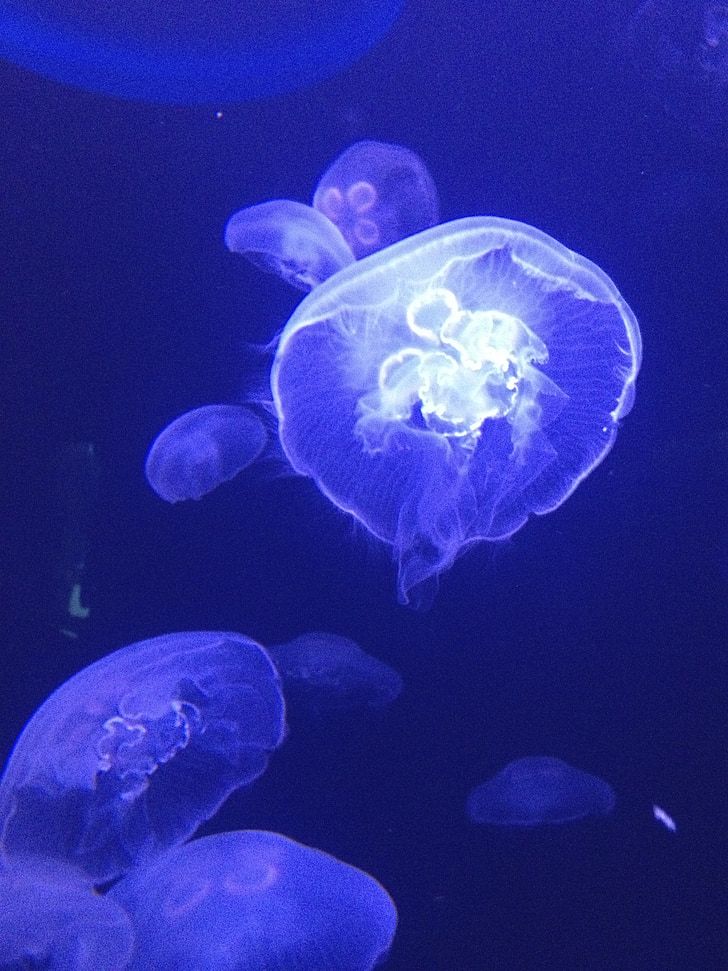jellyfish, blue, white, float, creature, water, deep sea