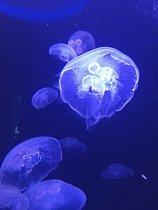 meduzy, niebieski, biały, float, istota, wody, głębinowych