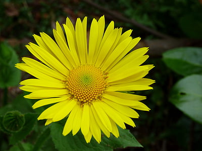Marguerite jaune espagnol, fleur, jaune