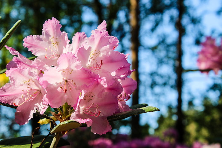 Rhododendron, puķe, saulains, zieds, rozā, daba, meža