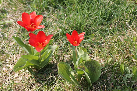 Prado, flores, tulipas, vermelho, Primavera, Prado flores, Tulipa