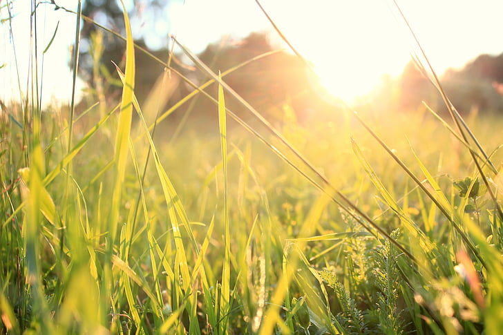 trava, zalazak sunca, ljeto, priroda, livada, na otvorenom, biljka