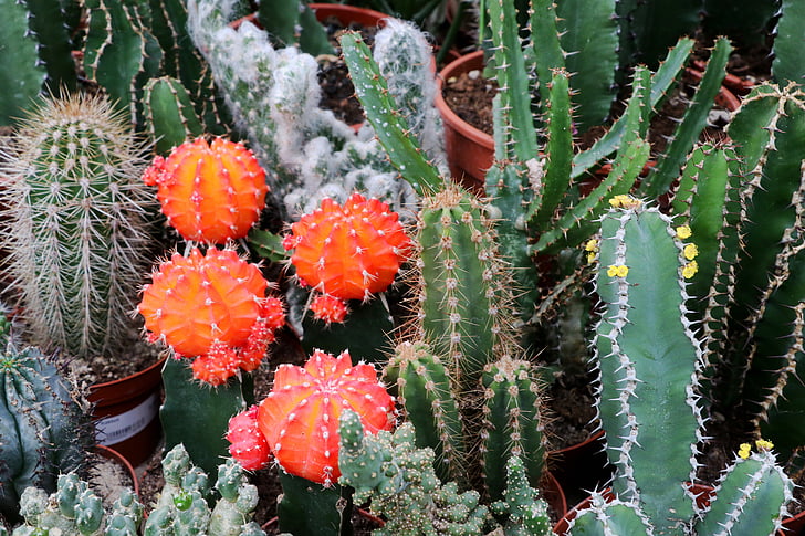 cactus, spur, plant, prickly, close, thorns, cactus blossom