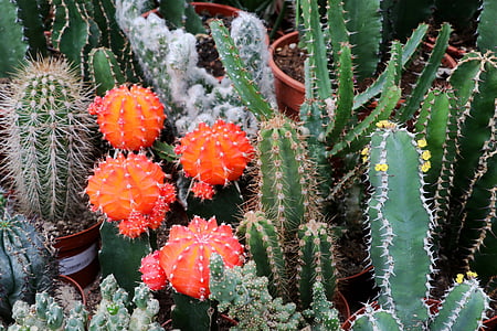 Cactus, Spur, plant, stekelig, sluiten, doornen, cactus bloesem
