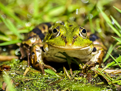 frog, water frog, amphibians, nature, animal