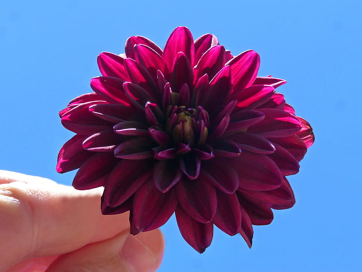 dahlia purple, hand, flower, sky