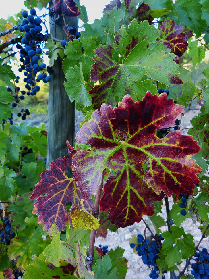 Leaf, vinič, červená, vinice, hrozna, jeseň
