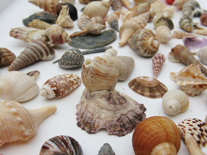 midijos, jūriniai gastropodai, meeresbewohner, makro, jūros gyvūnai, būsto, perlamutras