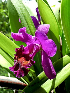 gėlė, orchidėja, violetinė, floros, augalų, atogrąžų, sodas