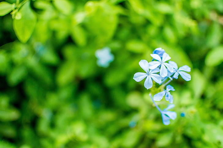 Forget-Me-Not, puķe, zieds, zila, zaļa, iekārtas veids, augu