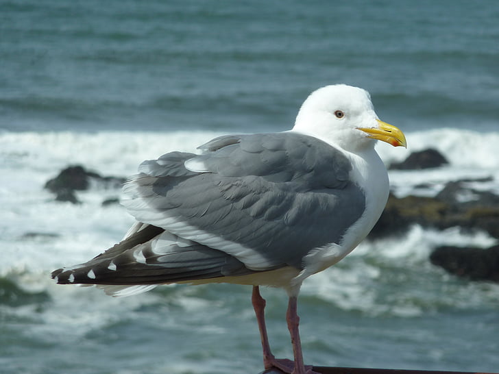 seagull, bird, beach, coast, water, oregon