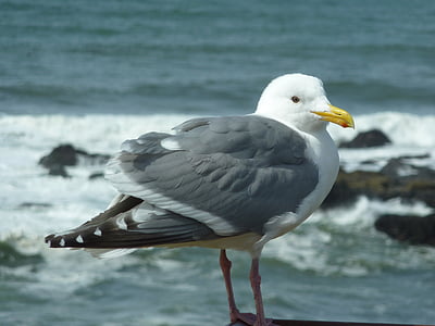 chim mòng biển, con chim, Bãi biển, bờ biển, nước, Oregon