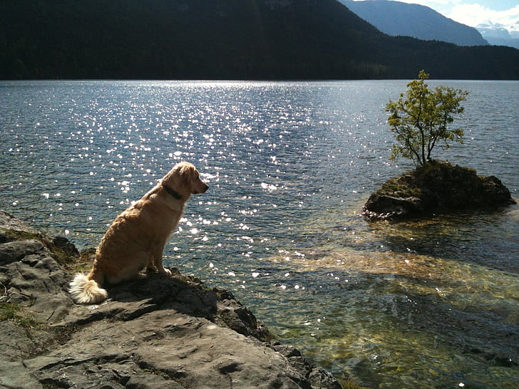 golden retriever, lake, nature, animal, dog