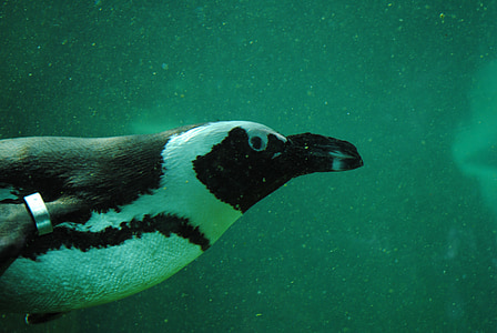 pingvin, pingvin under vatten, vattenlevande djur