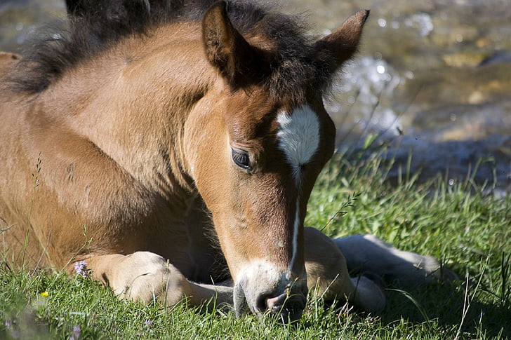 horse, foal, resting, ground, equine, grass, portrait