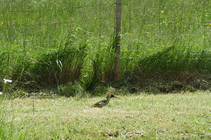 woodpecker hijau, padang rumput, di tanah