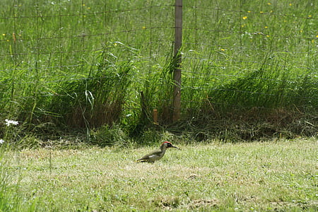 chim gõ kiến màu xanh lá cây, Meadow, trên mặt đất