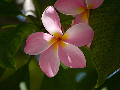 bunga, Florida, alam