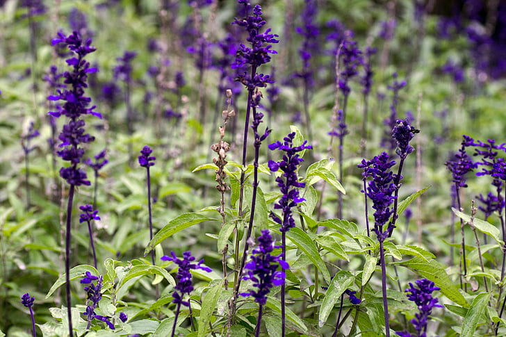 macro, blue, flower discounts, flower, purple, nature, plant