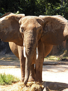 elefante, Parque zoológico, colmillos, África, naturaleza, Safari, grandes