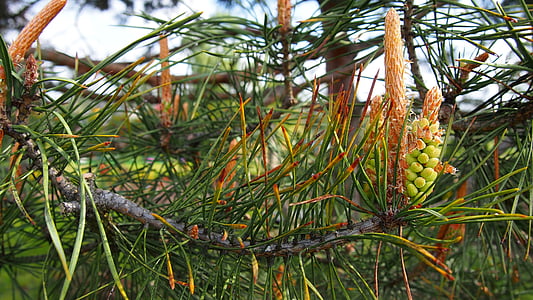 pine, pine cone, development, nature, conifer, pine needles, green